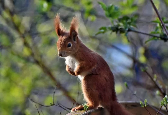 squirrel, verifiable kitten, rodent